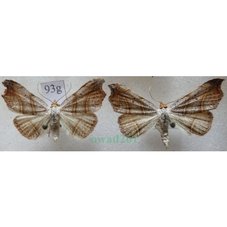 Laspeyria flexula (Denis & Schiffermüller, 1775) pair Lasperia zatokobrzeżka Czech93g
